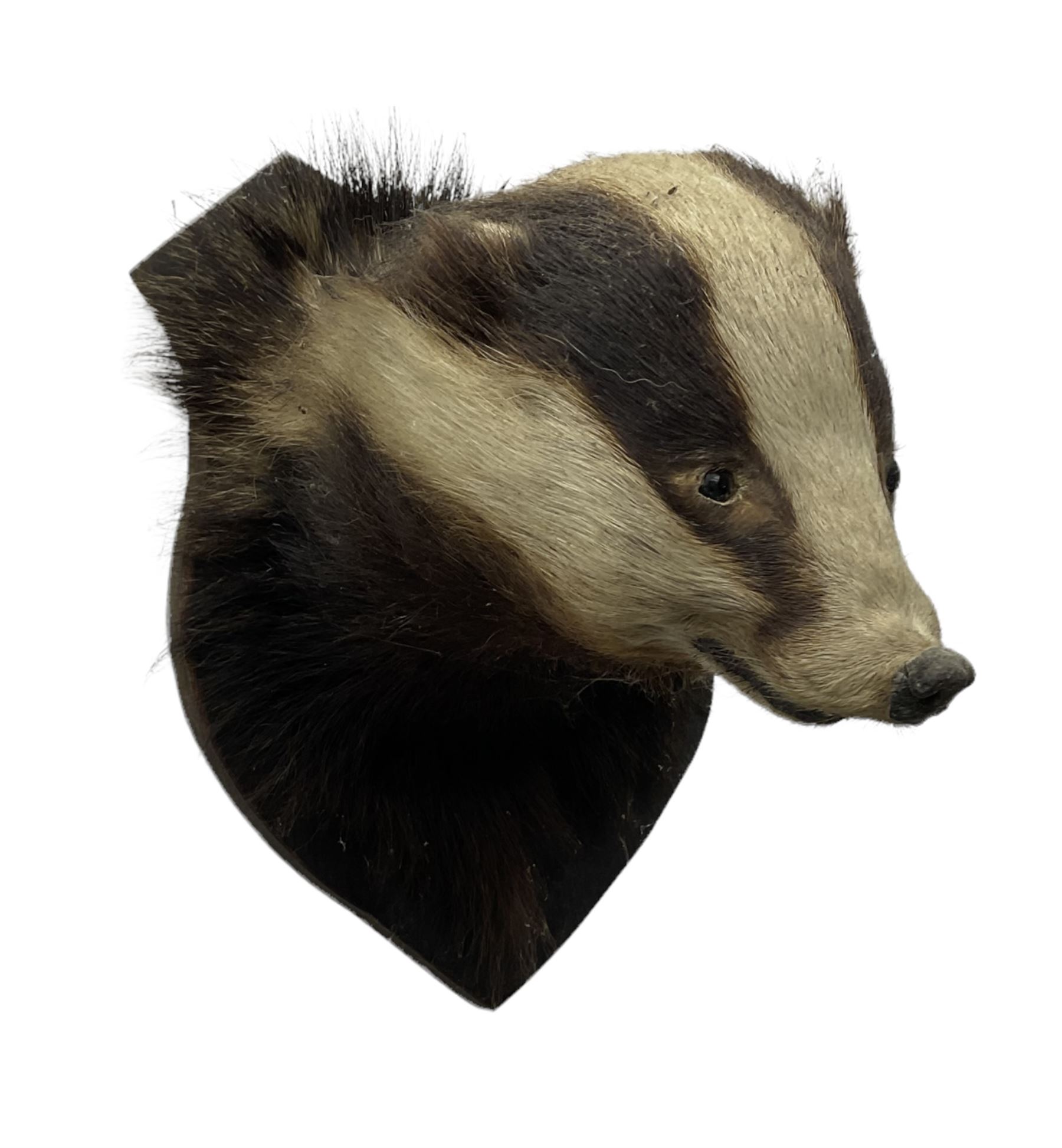 Taxidermy: European Badger Mask (Meles meles), adult Badger mask looking straight ahead, mounted upon a wooden shield, H30cm