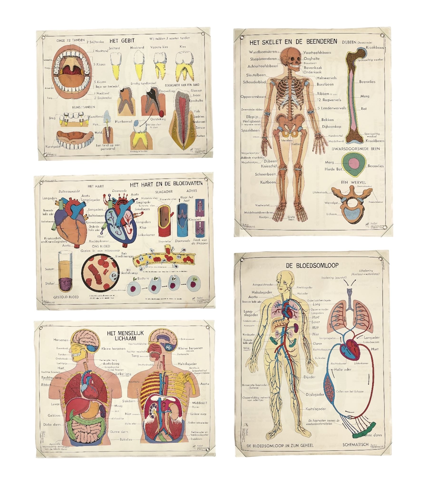 Five early 1980s Dutch medical posters, double sided decorated with colourful label anatomical diagrams, marked Hebri, Holland, W70cm H92cm