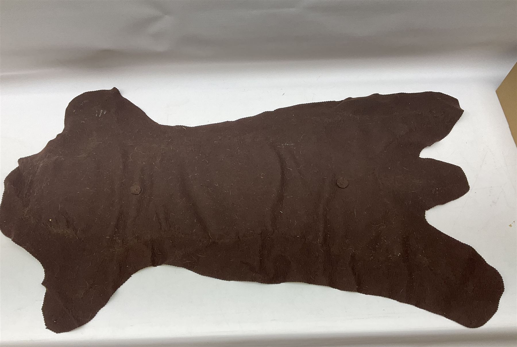 Taxidermy: Bob cat (Lynx rufus) hide mounted upon black felt backing material, L100cm