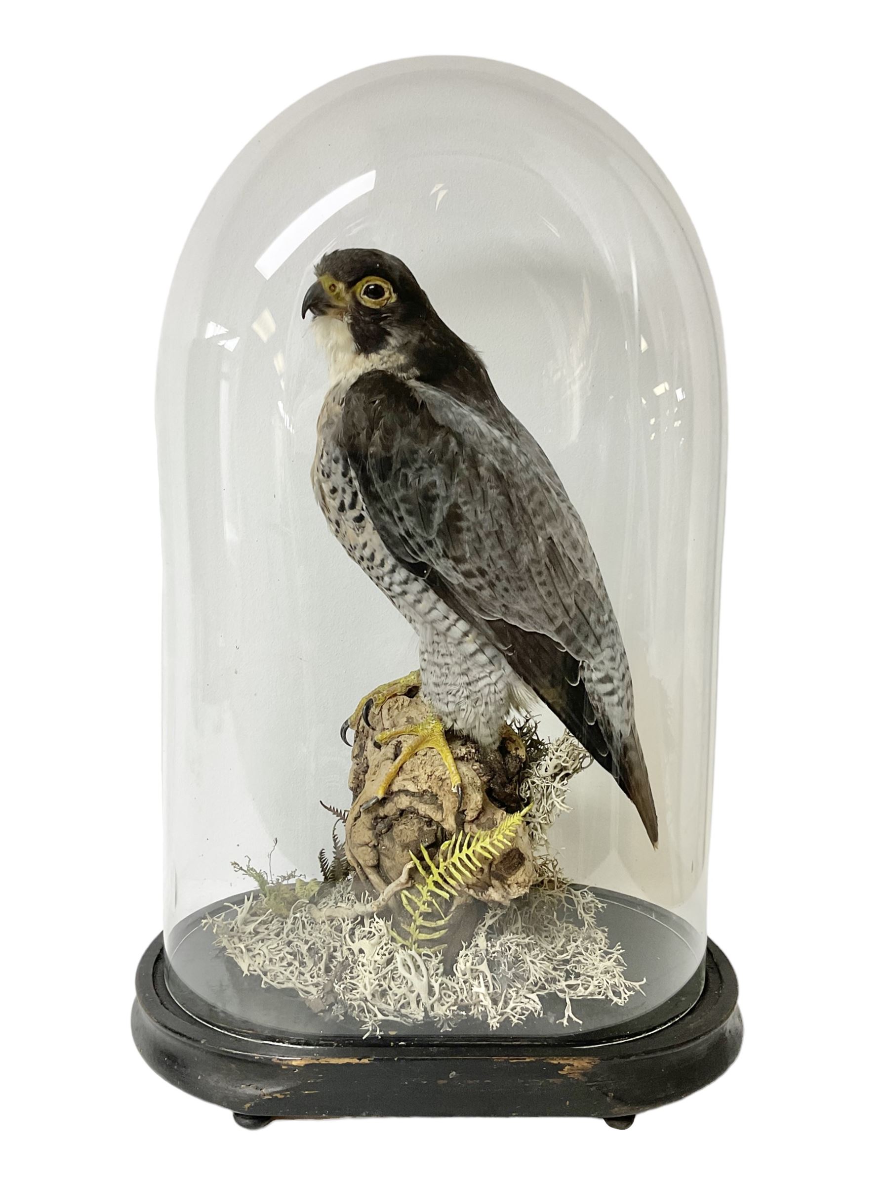 Taxidermy: Victorian cased Peregrine Falcon (Falco peregrinus), full female mount  stood atop a tree stump in a naturalistic ground, enclosed beneath a period oval glass dome with ebonised base, raised upon four bun feet, H54cm D20cm W34cm