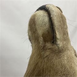 Taxidermy: Red Deer (Cervus elaphus), adult male imperial stag shoulder mount looking straight ahead, eleven point antlers, mounted upon a shaped wooden shield, D65cm