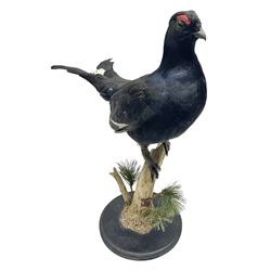 Taxidermy: Black Grouse (Lyrurus tetrix), full mount adult cockbird, open display perched upon a branch, H48cm