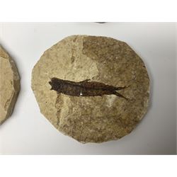 Four fossilised fish (Knightia alta) each in an individual matrix; age; Eocene period, location; Green River Formation, Wyoming, USA, largest matrix H8cm, L10cm

