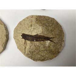 Four fossilised fish (Knightia alta) each in an individual matrix; age; Eocene period, location; Green River Formation, Wyoming, USA, largest matrix H8cm, L10cm
