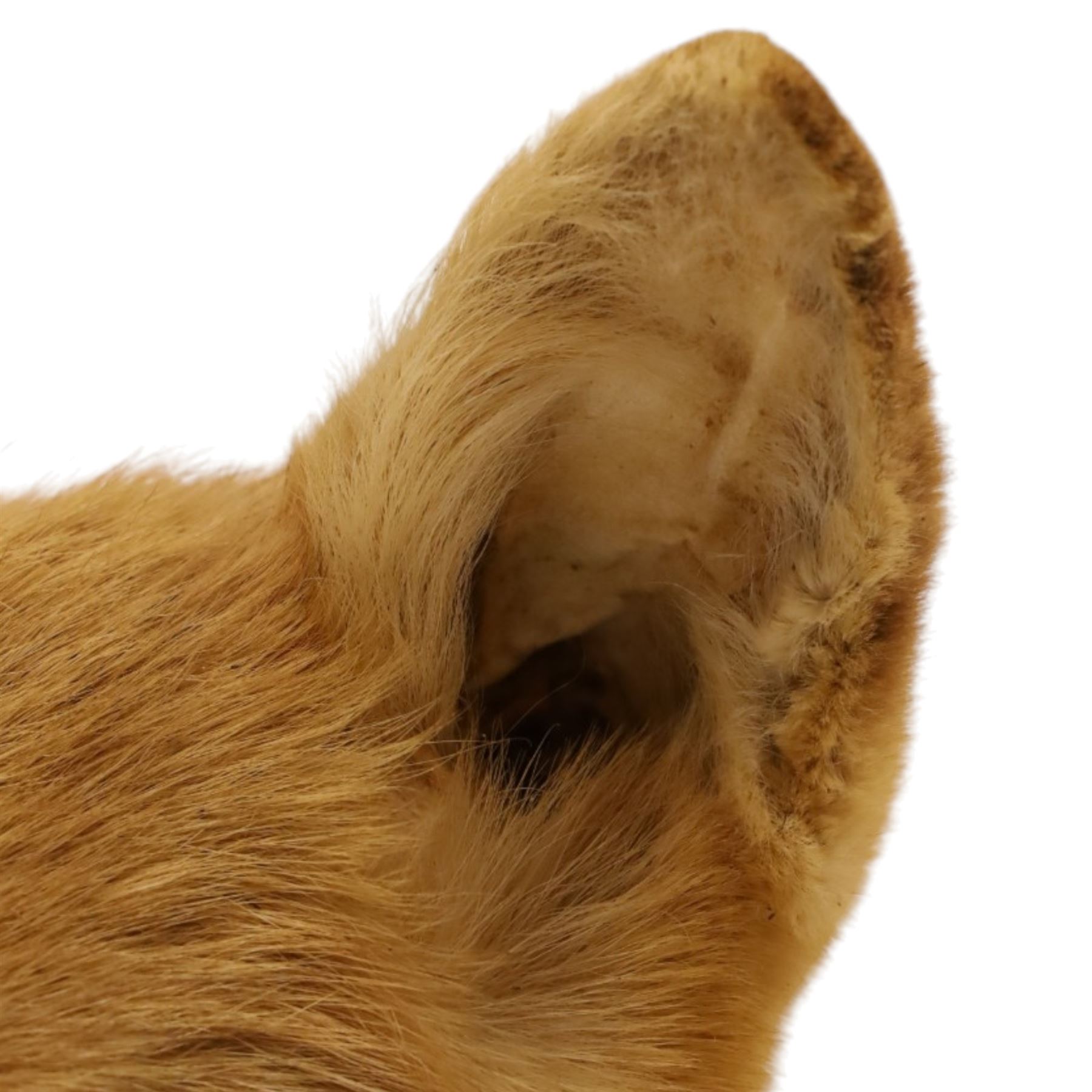 Taxidermy - Fox (Vulpes vulpes), full male adult mount on open display, with raise paw, upon wooden base, base W70cm