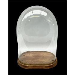 Victorian glass dome on stripped birch base, H48cm 
