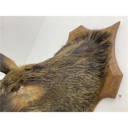 Taxidermy; European Wild Boar (Sus scrofa), adult shoulder mount looking straight ahead, with mouth agape, mounted upon a wooden shield, H70cm