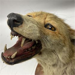 Taxidermy; Red Fox Mask (Vulpes vulpes) by Peter Spicer & Sons, Leamington, head turned to the left in snarling pose on oak shield with plaque 'Old Pumping Station Goathland March 31st 1933'