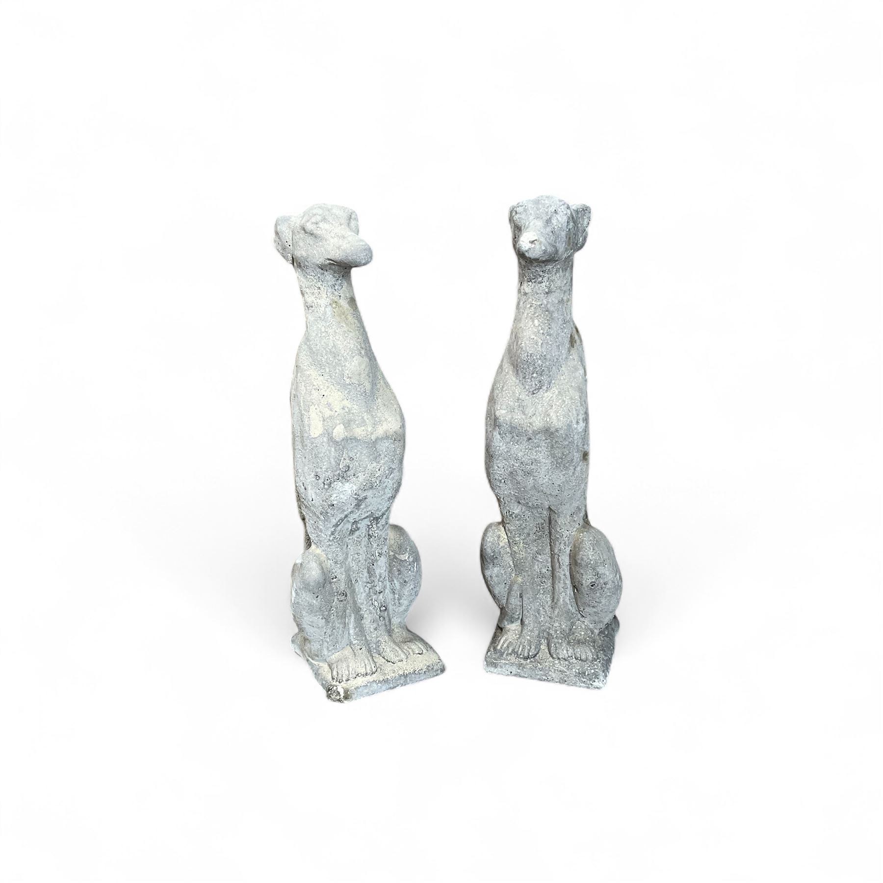 Pair of cast stone sitting greyhounds 