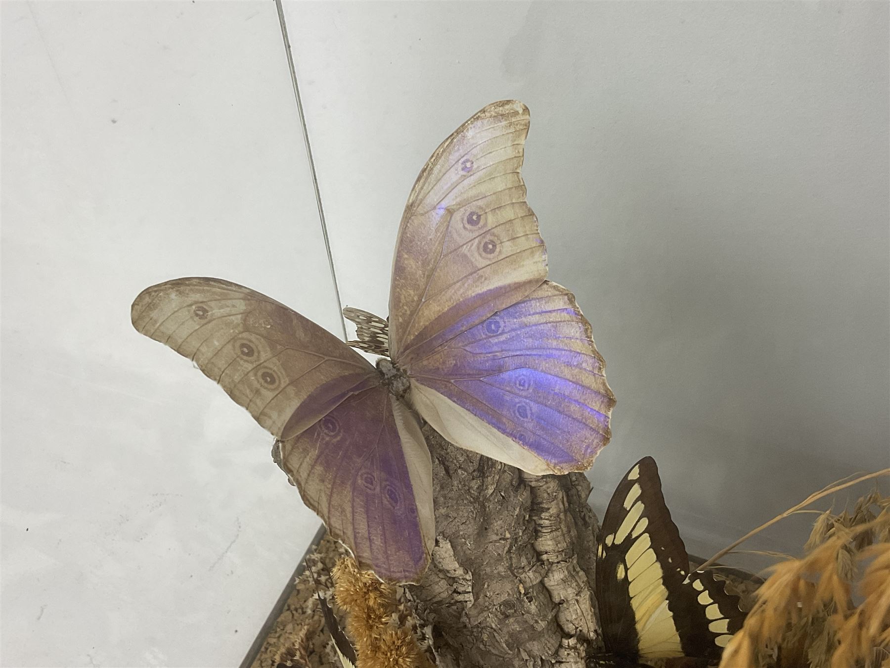 Entomology: 20th century cased moth and butterfly diorama, including Godart morpho, Chrysiridia rhipheus, Cathosia biblis, Appias lyncida, Hamadryas and others arranged amongst dried flowers and grasses, enclosed in a glass five sided terrarium display case with a wooden base, L43cm D43cm H49cm 