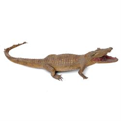 Taxidermy - Caiman Crocodile (Caiman Crocodilus), early 20th century full mount on open display, L90cm 