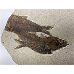 Four fossilised fish (Knightia alta) in a single matrix, age; Eocene period, location; Green River Formation, Wyoming, USA, matrix H25cm, L31cm