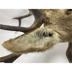 Taxidermy: Red Deer (Cervus elaphus), adult male imperial stag shoulder mount looking straight ahead, ten point antlers, mounted upon a shaped wooden shield, D65cm
