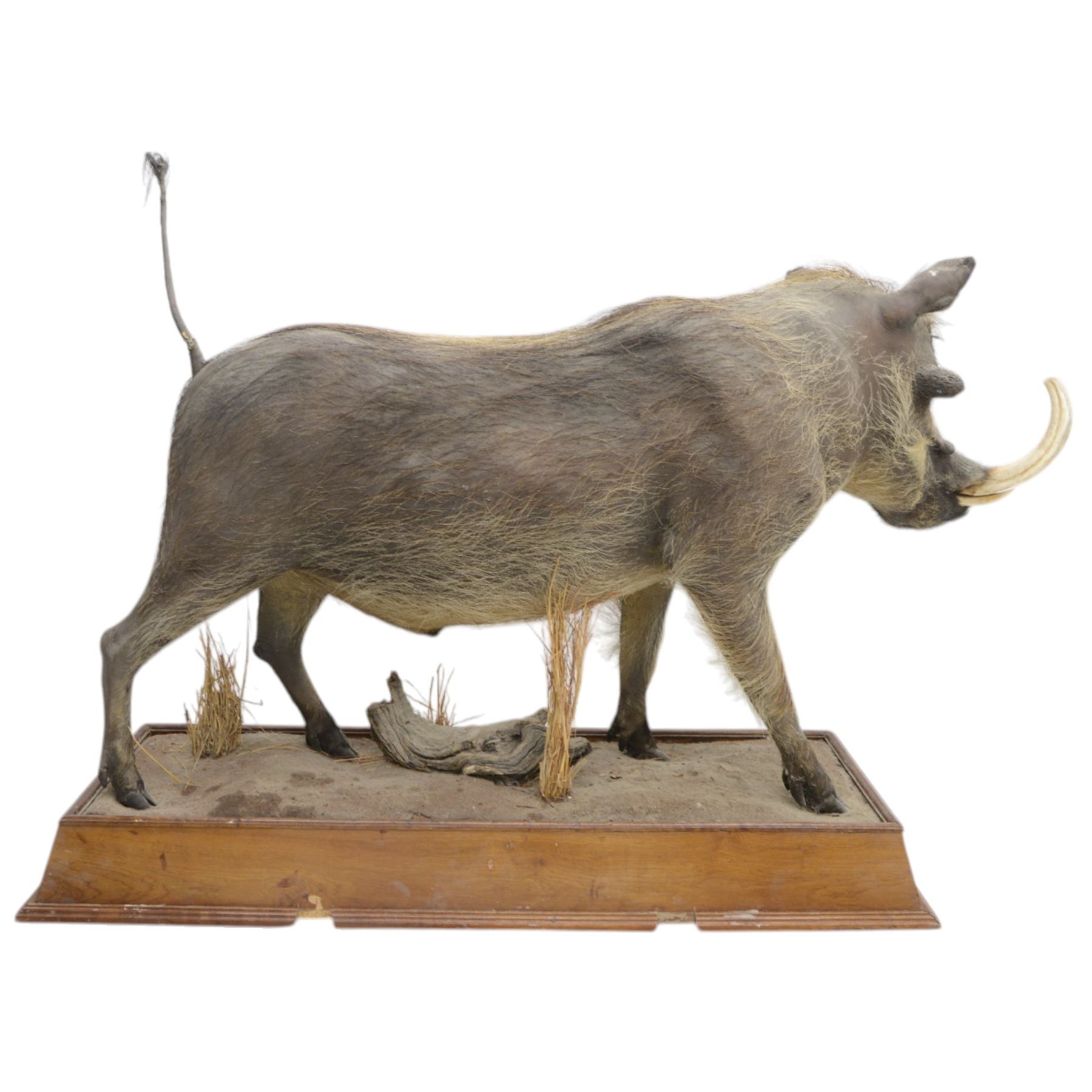 Taxidermy: Common Warthog (Phacochoerus africanus), full mount adult on open display, in running pose, mounted upon a naturalistic rectangular base, H83cm, L140cm