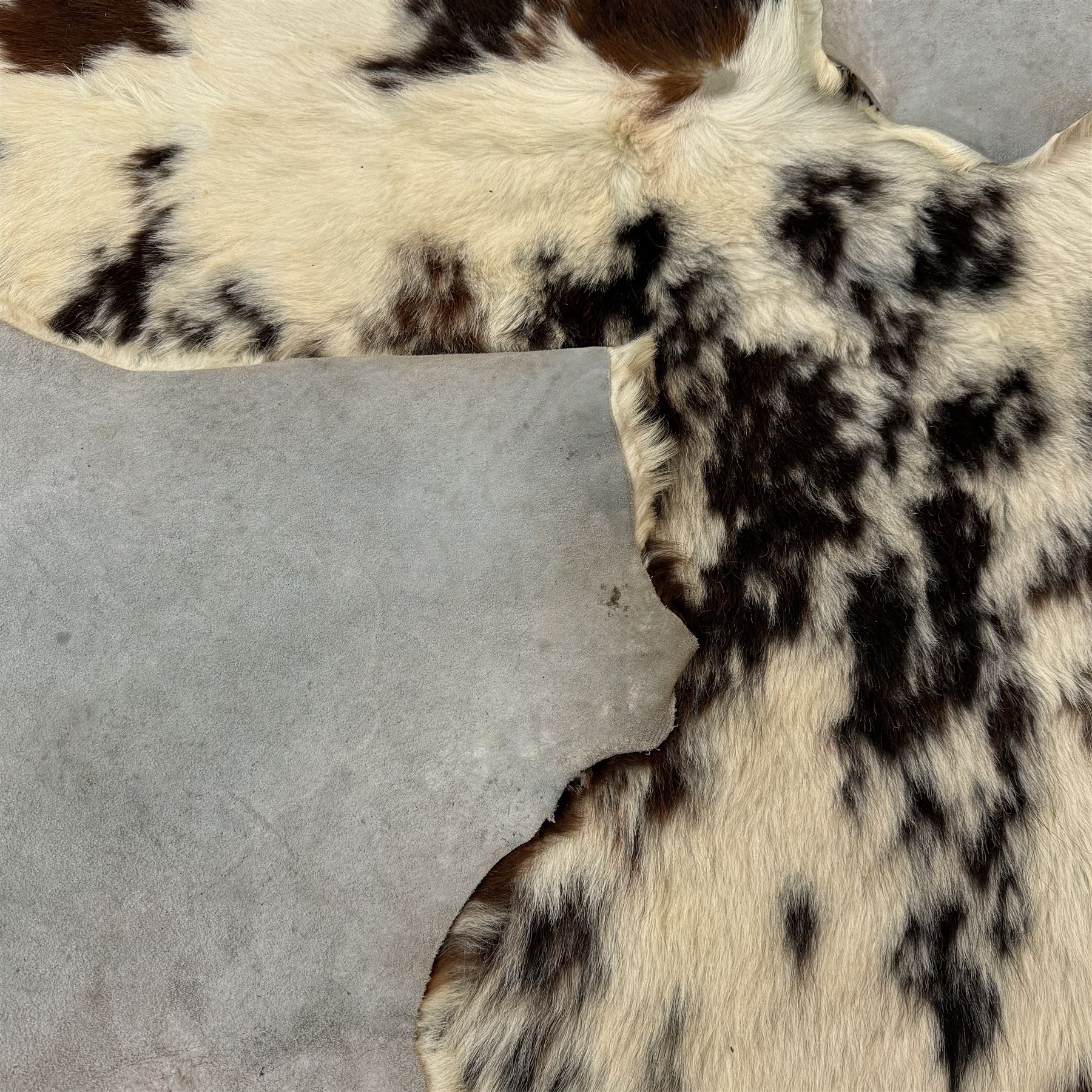 Skins/Hides: Large cow hide rug (Bos taurus), with dark brown and white dapple pattern, W78cm