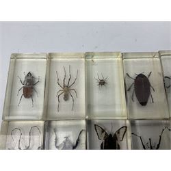 Entomology; collection of thirty nine insect specimens, each in an acrylic block, to include rhinoceros beetle, Ischiopsopha beetle, Praying mantis, scorpions etc 