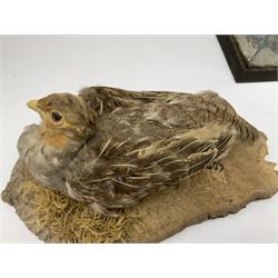 Taxidermy: Female green-winged teal duck (Anas carolinensis), on open display upon tree mount detailed with moss H15.5cm, together with gray partridge (Perdix perdix), on open display upon tree mount detailed with moss, H16cm and a cased young guillemot, standing on a naturalistic base, encased within a five pane display case, H27cm. 