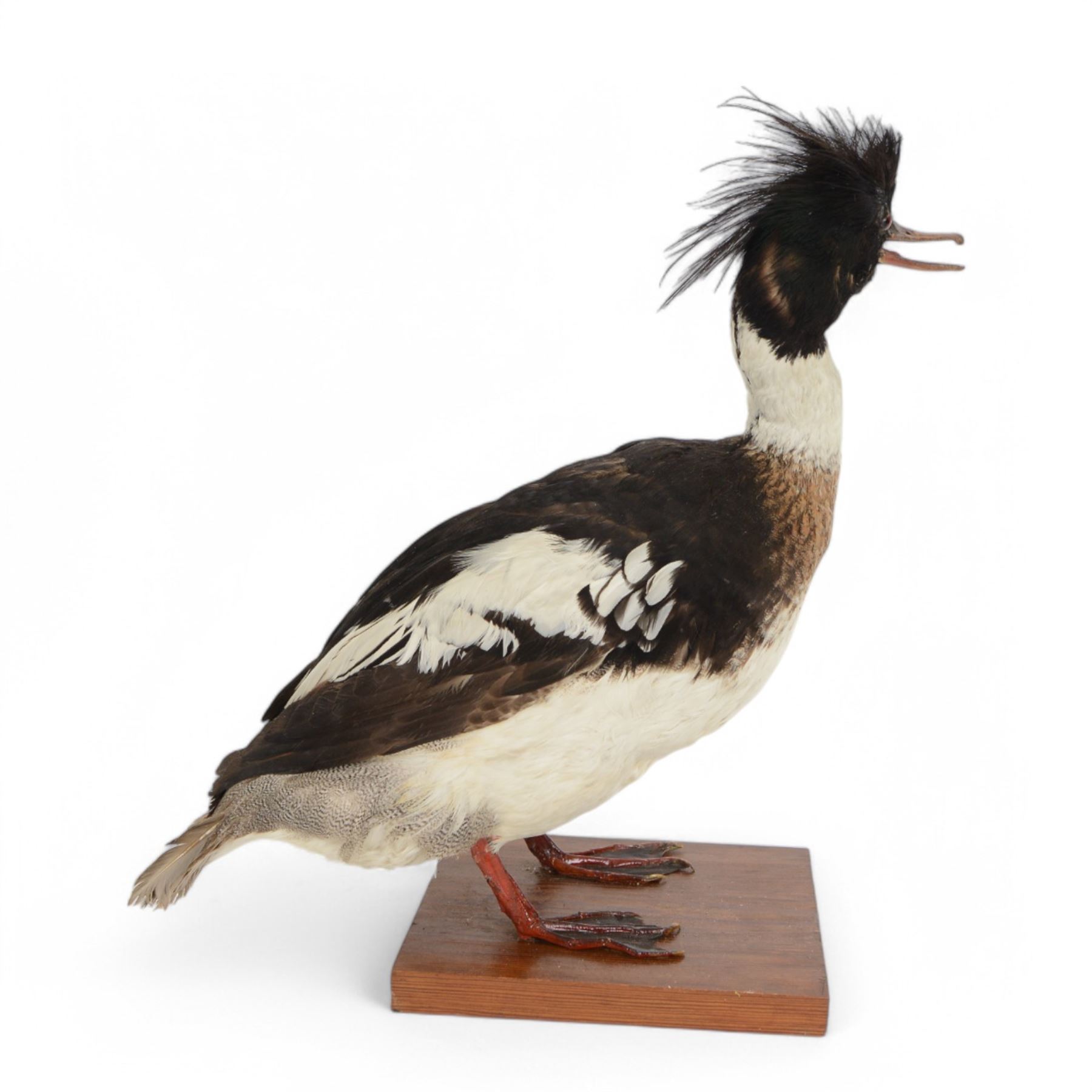 Taxidermy:  Red-Breasted Merganser (Mergus serrator) full adult mount on open display and Cormorant (Phalacrocorax carbo) full adult mount on open display, cormorant H44cm 