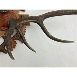 Antlers/Horns: European Royal Red Deer Antlers (Cervus elaphus hippalaphus), twelve point antlers, mounted upon a carved and pierced shield H120cm D64cm