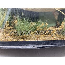 Taxidermy: Brown trout (Salmo trutta), skin mount set above a pebbled river bed with reeds and ferns, against blue painted back drop, enclosed within an ebonised bow-front display case, with 'Costa Beck May 27th 1911, Weight 2 1/2lbs', inscribed to the glass, H34cm, L58cm 