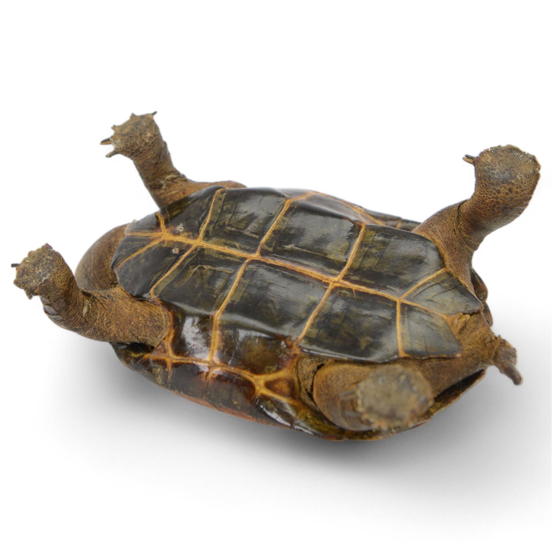 Taxidermy; Victorian novelty terrapin (Malaclemys terrapin) ashtray, together with another taxidermy terrapin, ashtray H8cm