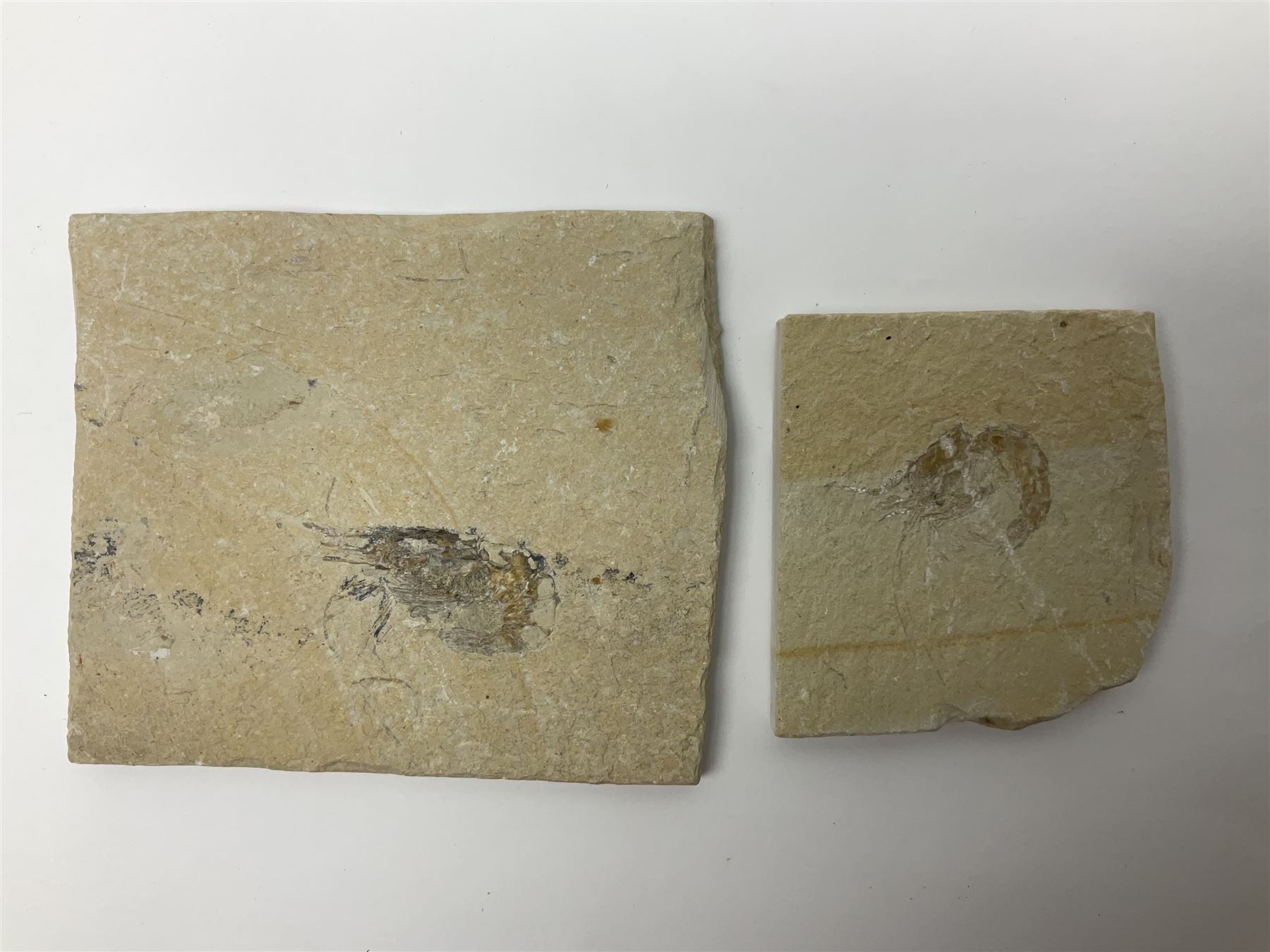 Two fossilised shrimp (Aeger tipularius) each in an individual matrix, age; Cretaceous period, location; Carpopenaeus callirostris Hjoula, Lebanon, largest matrix H9cm, L10cm