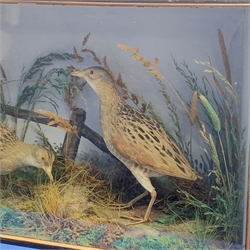 Taxidermy: Victorian cased pair of Corncrakes (Crex crex), in naturalistic setting with moss, and long and short grasses, set against a painted backdrop of gate and conforming fauna and light blue sky, encased within an ebonised trapezium shaped single pane display case, H33cm L56.5cm D17cm