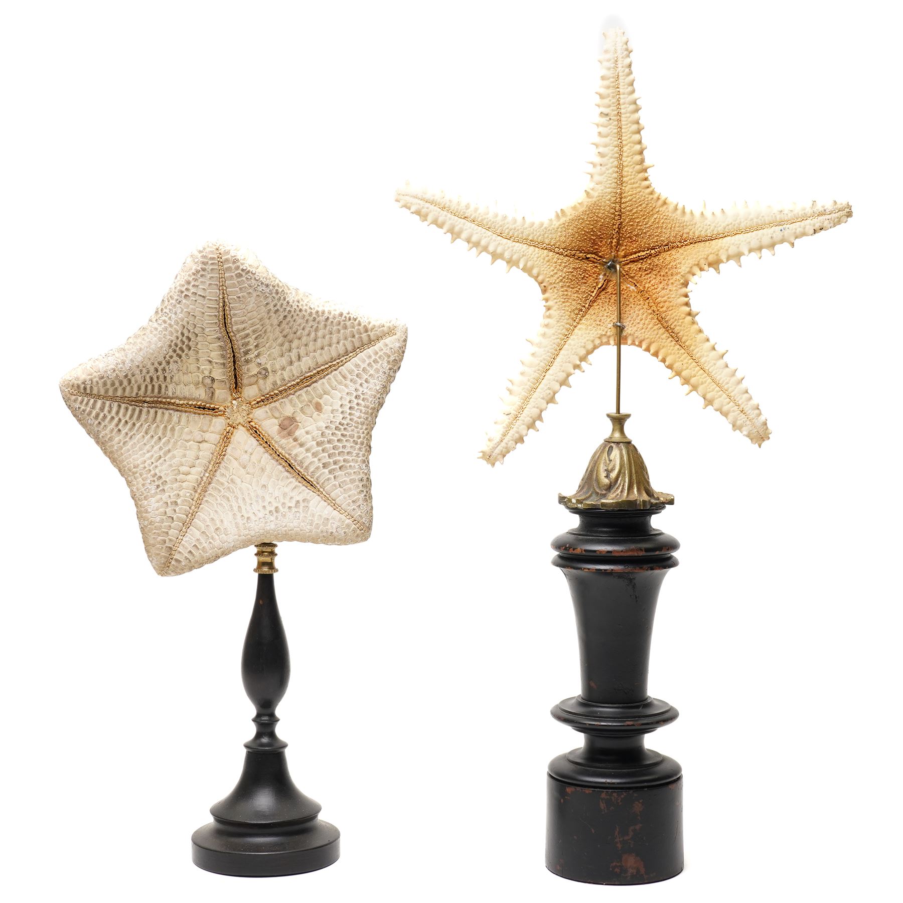 Natural History - Two Victorian preserved starfish on open display, first example five pointed Asteridea starfish, second example five point Halityle starfish, each upon turned ebonized wooden stand, largest H59cm 