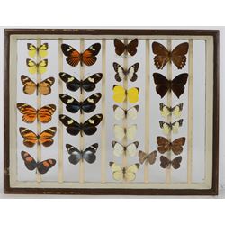 Entomology; British Natural History Museum wartime cabinets with eight double glazed draws with over two hundred butterfly specimens, including Lycaenidae, Dismorphia, Satyridae, Nymphalidae etc, The cabinets were used to house the entire collection of insects from the British Natural History Museum, which in turn were removed from the Museum to a safe place away from the London Blitz during World War Two, there were eight draws to each cabinet which had handles on the top for ease of lifting and transportation.They have adjustable corked wood slats so as to accommodate various size insects (Wing Spans etc), whilst keeping them in neat rows 