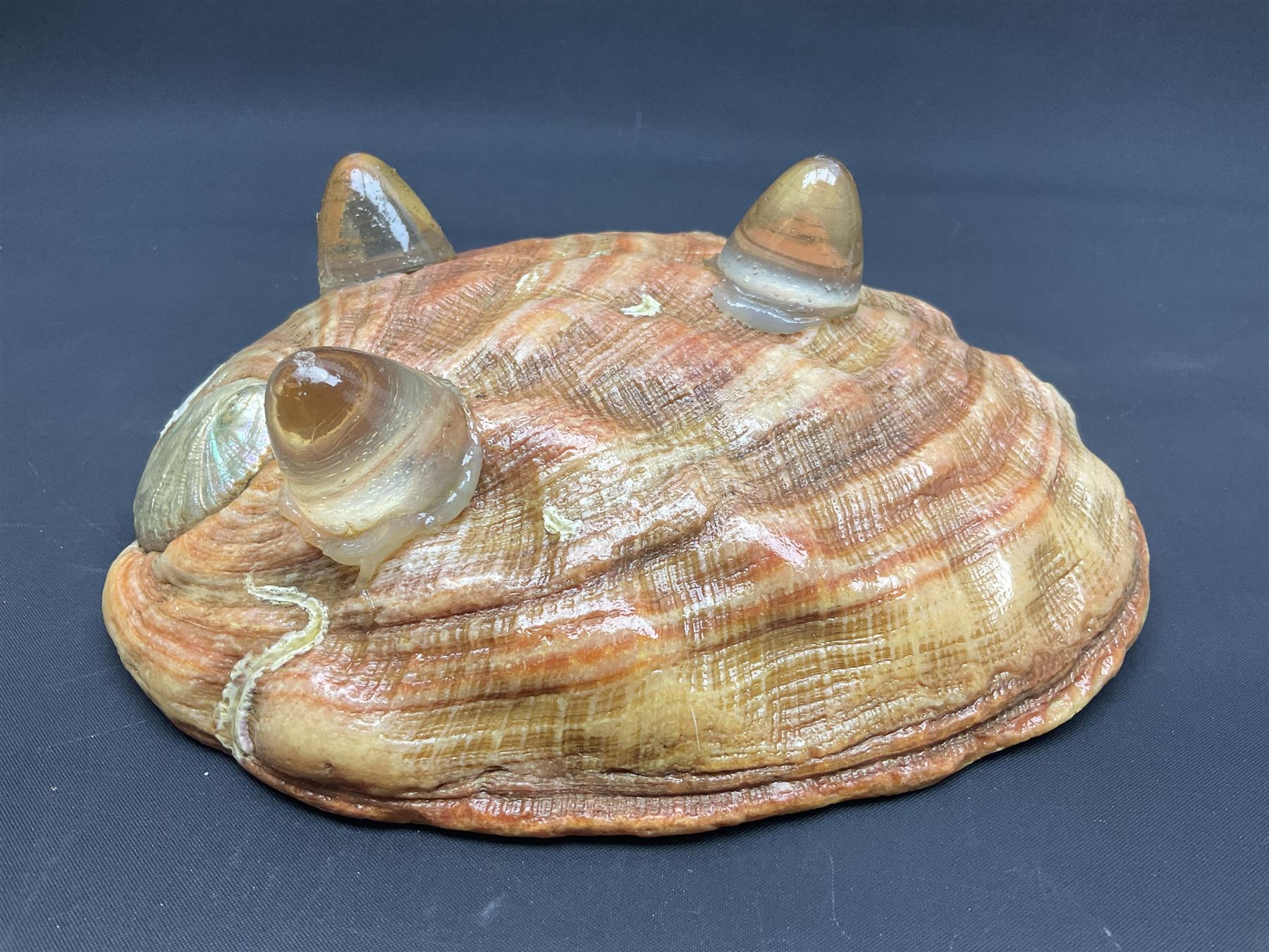 Conchology: selection of shells, including gold pearl oyster shell, mother of pearl turbo marmaratus shell, Cypraecassis Rufa red helmet shell, Mitre shell, Paua shell and others, largest D19cm