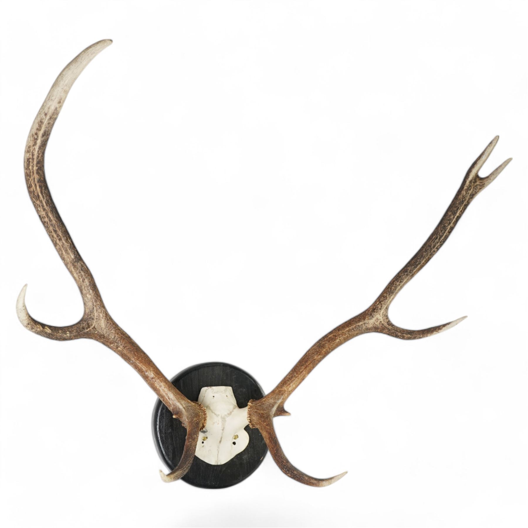 Antlers/horns: Set of Elk (Cervus Canadensis) antlers upon partial skull, mounted upon an ebonised circular wooden plaque, D89cm 