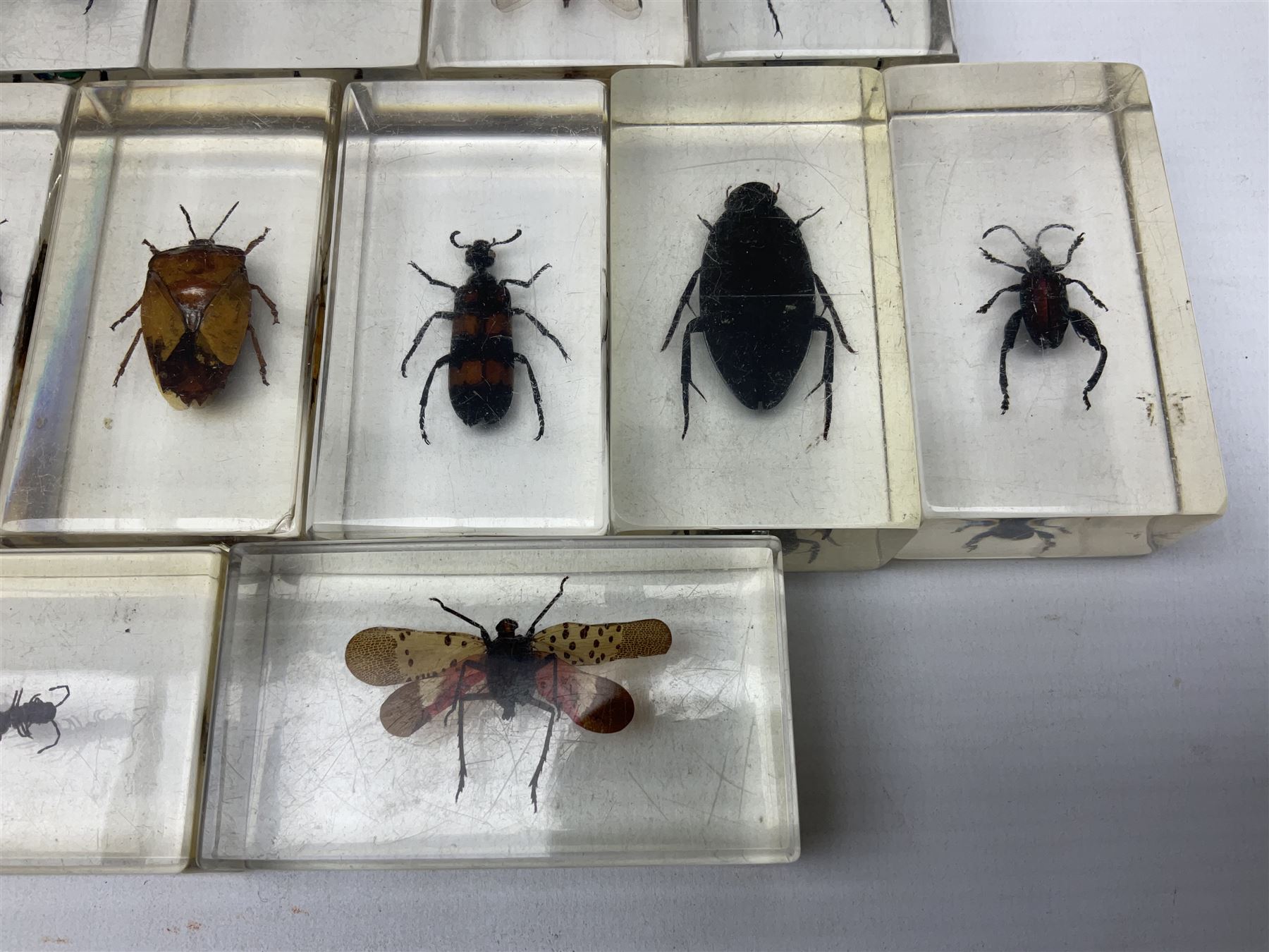 Entomology; collection of thirty nine insect specimens, each in an acrylic block, to include rhinoceros beetle, Ischiopsopha beetle, Praying mantis, scorpions etc 