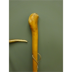  Two thorn walking sticks with Stag horn handles and an Alpine walking stick, L130cm max (3)  