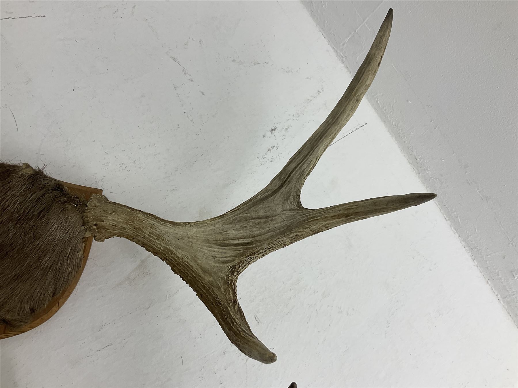 Antlers/horns: European Moose (Alces alces), two pairs of antlers on part upper skulls, one with fur covered frontlet, largest W85cm