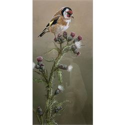 Robert E Fuller (British 1972-): Goldfinch on a Thistle, limited edition colour print No. 87/850 signed in pencil 33cm x 16.5cm