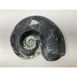 Polished Goniatite; Devonian period, H13cm, L16cm 