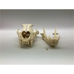 Taxidermy: Lion (Panthera leo), skull L34cm. 