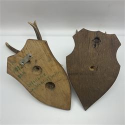 Antlers/Horns: Roe Deer (Capreolus capreolus) ten pairs of roe deer antlers mounted upon wooden shields, shield H19cm 