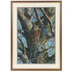 Elaine C Geall (British 1976-): 'African Leopard' and 'Patient Observer - Tawny Owl', acrylic on paper signed, titled verso 29cm x 48cm and 53cm x 35cm (2)