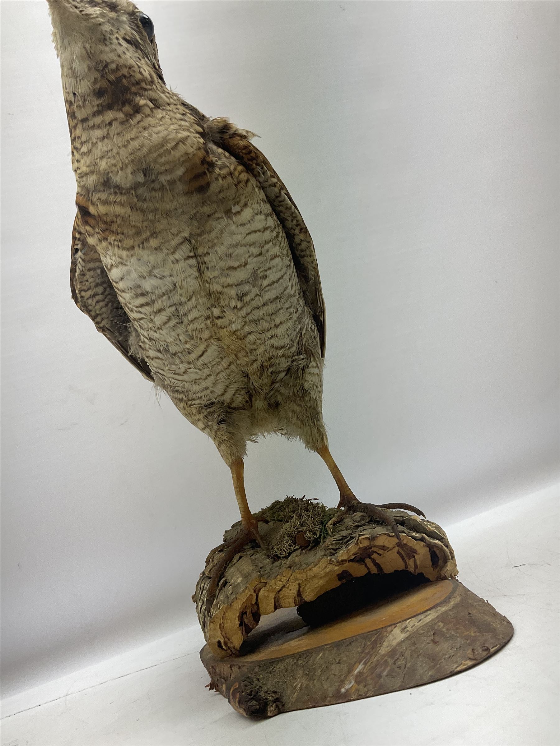 Taxidermy: Woodcock (Scolopax rusticola) standing on a log and grassy mound, on an oval wooden base H31cm