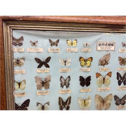 Taiwanese butterfly identification poster inscribed 