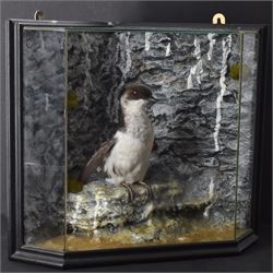 Taxidermy: Cased Little Auk (Alle alle), immature full mount, stood upon a painted faux rock ledge,the backdrop as a cliff with moss, enclosed within a ebonised angled four-glass display case, H32cm