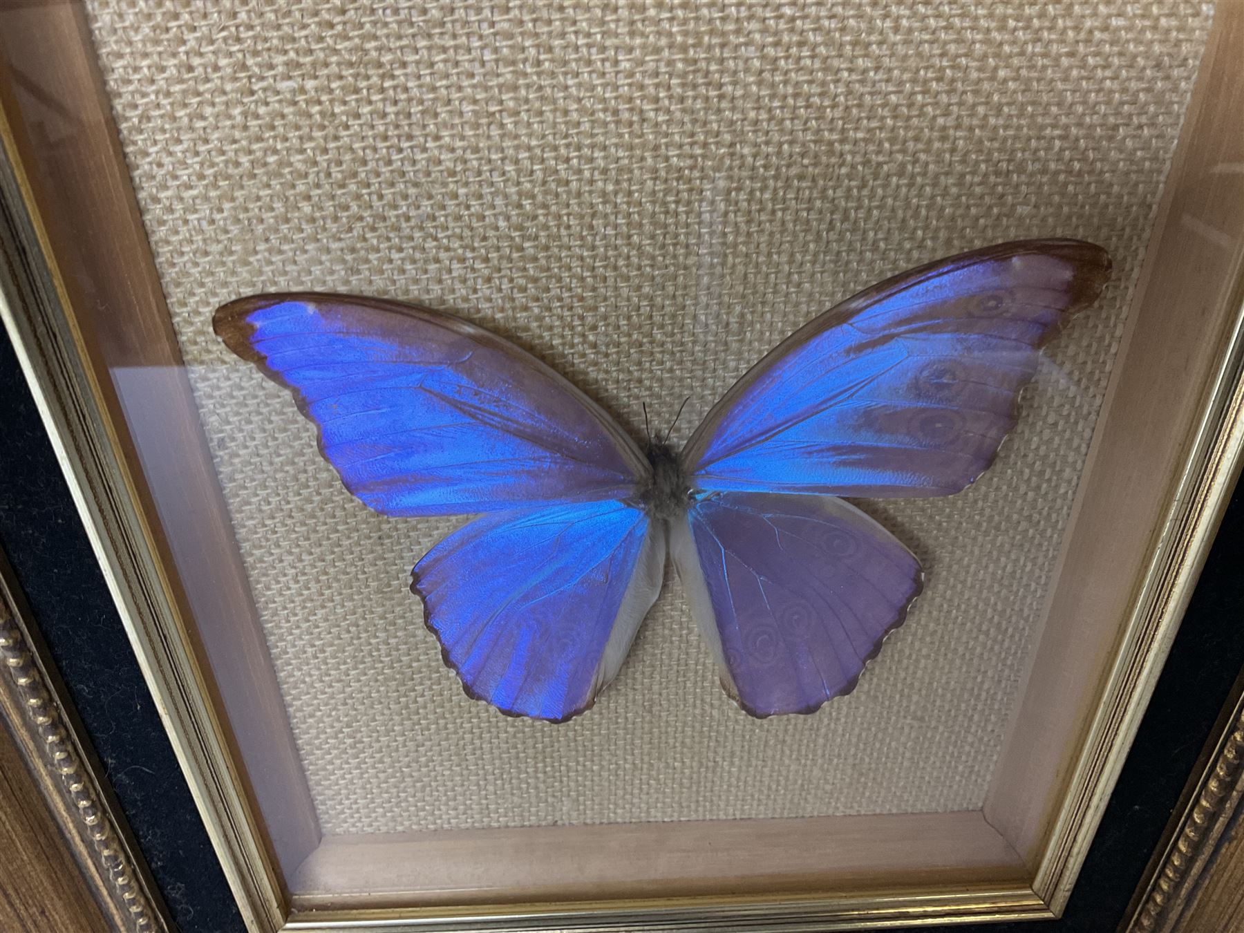 Entomology: Twelve framed displays contain thirteen specimens of tropical moths and butterflies, each mounted within gilt wall hanging picture frames of various sizes, specimens including Morpho Godarti, Caligo idomeneus, Cisseis morpho, Cathosia biblis etc, largest L35cm W30cm 