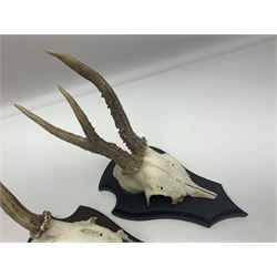 Antlers/Horns: Roe Deer (Capreolus capreolus) ten pairs of roe deer antlers mounted upon wooden shields, shield H20cm 