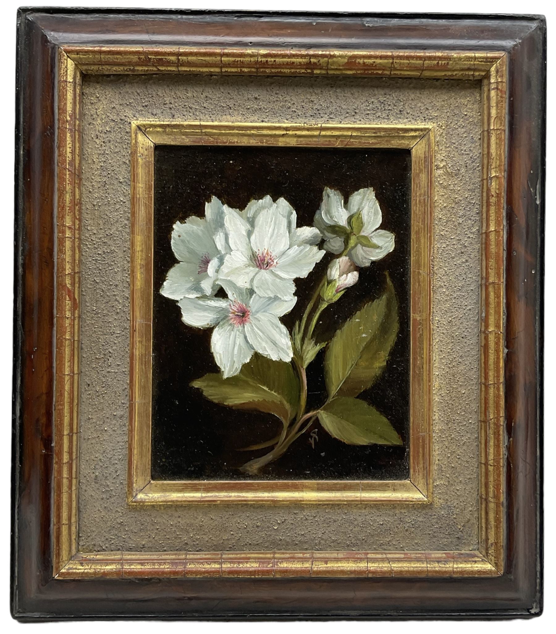 Susie Philipps (British Contemporary): Christmas Helebores, oil on board signed with monogram, artist's studio card verso 15cm x 12cm