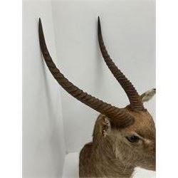 Taxidermy: East African Ellipsen Waterbuck (Kobus ellipsiprymnus), adult male shoulder mount looking straight ahead, approximately H120cm