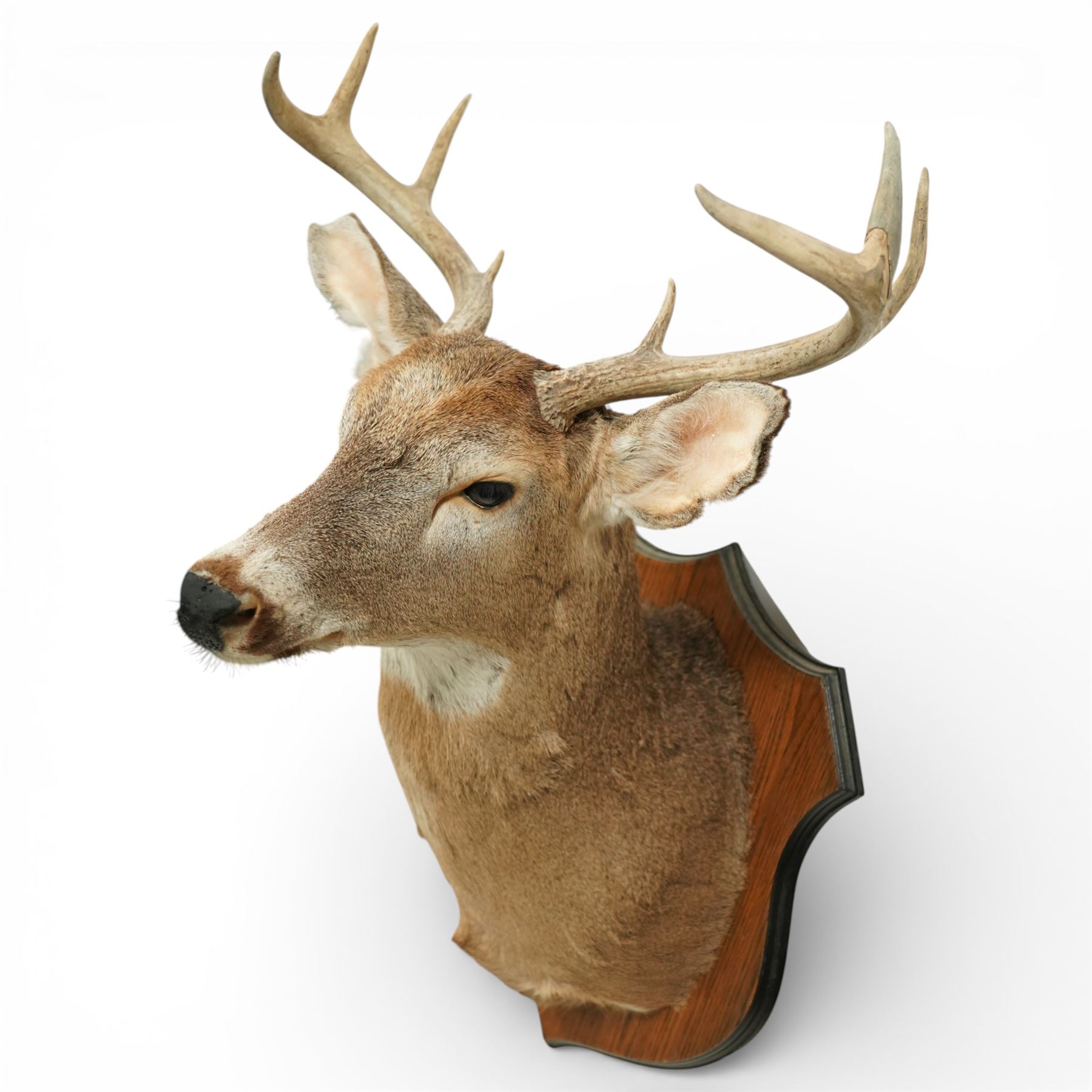Taxidermy - White-tailed Deer (Odocoileus virginianus), adult male stag shoulder mount looking outward, eight point antlers, mounted on wooden shield, W49m  H92cm, extension 53cm