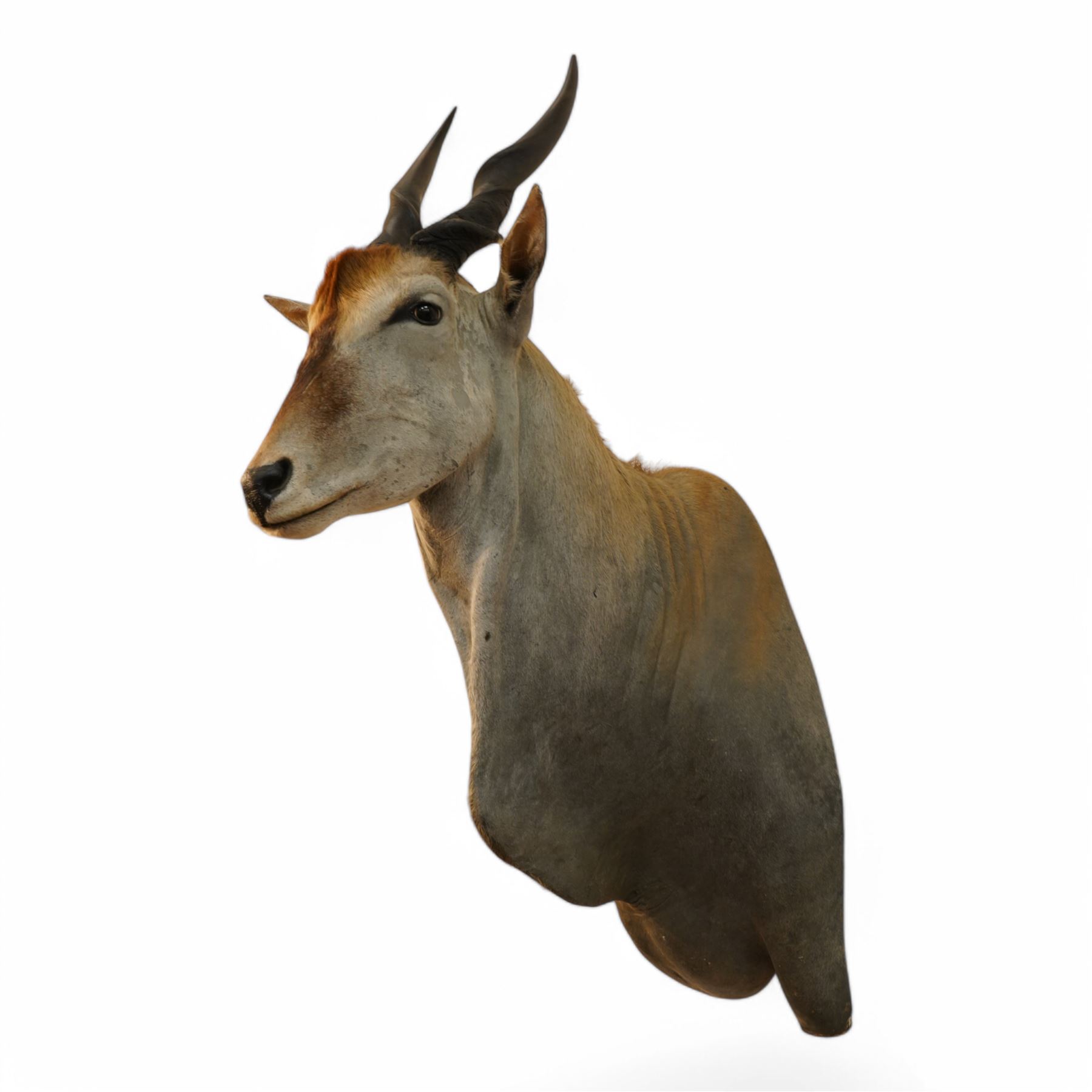Taxidermy: Common Eland (Taurotragus Oryx), South Africa, large adult bull shoulder mount looking straight ahead, H160cm, D100cm 