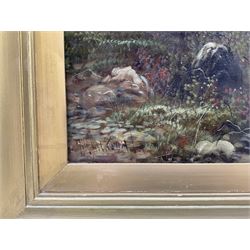Scottish School (19th Century): Highland Cattle, oil on canvas indistinctly signed 44cm x 69cm