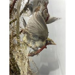 Taxidermy; large Victorian domed taxidermy diorama study of birds, with seventeen specimens including Ring Necked Parakeet, Blue Winged Warbler and Blackbird, the glass dome upon an ebonised wooden base, H77cm, W44cm